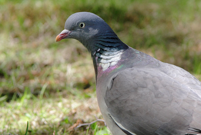 Sepelkyyhky Columba palumbus