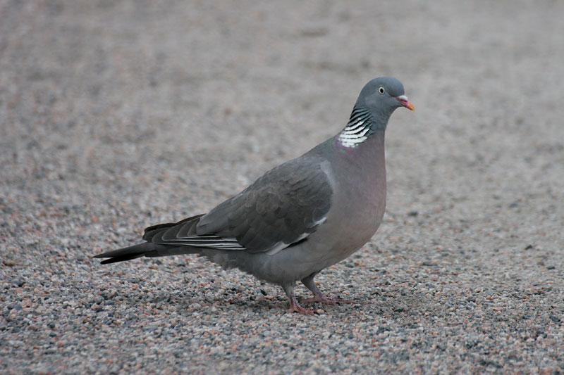 Sepelkyyhky Columba palumbus