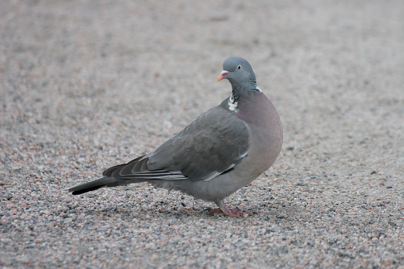 Sepelkyyhky Columba palumbus