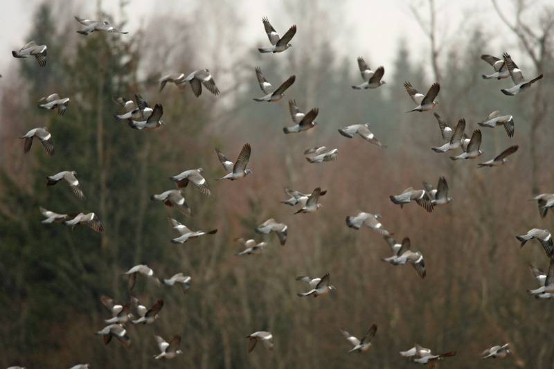 Sepelkyyhky Woodpigeon (Columba palumbus)