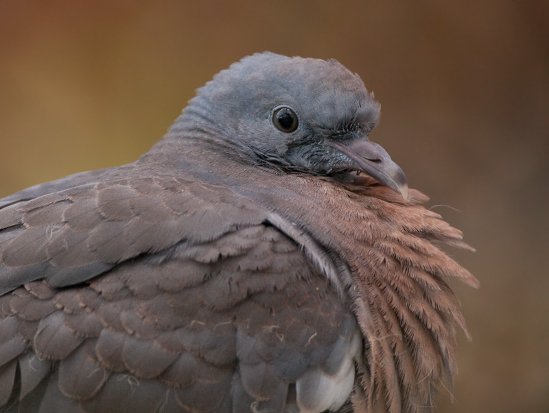 Sepelkyyhky Woodpigeon (Columba palumbus)