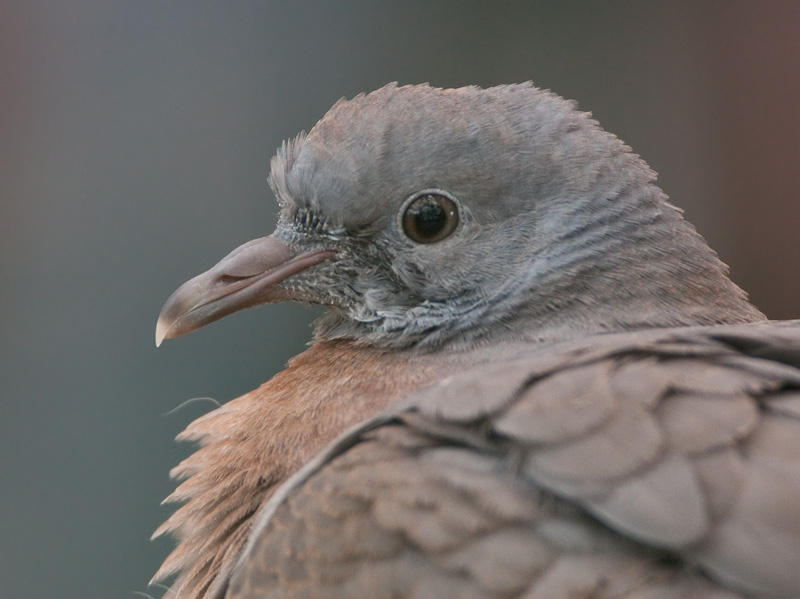 Sepelkyyhky Woodpigeon (Columba palumbus)