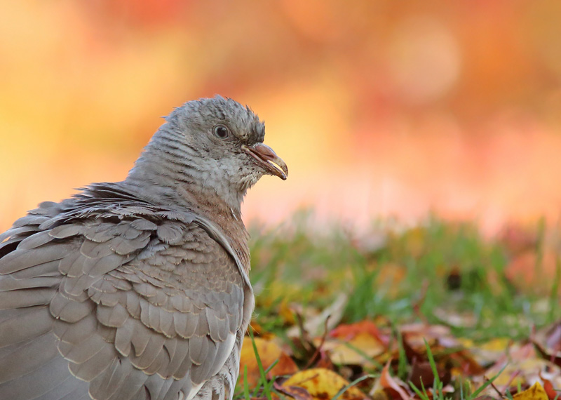 Sepelkyyhky Woodpigeon (Columba palumbus)