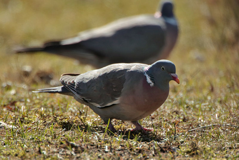 Sepelkyyhky Woodpigeon (Columba palumbus)