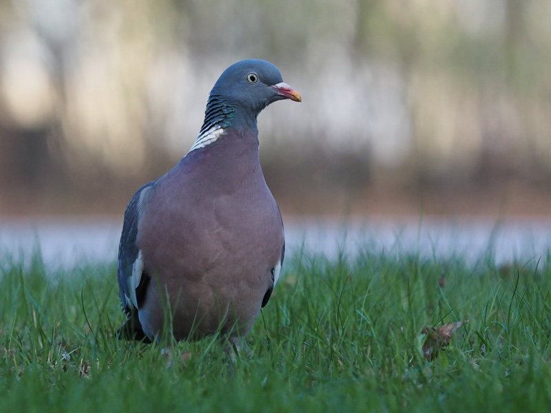Sepelkyyhky Woodpigeon (Columba palumbus)