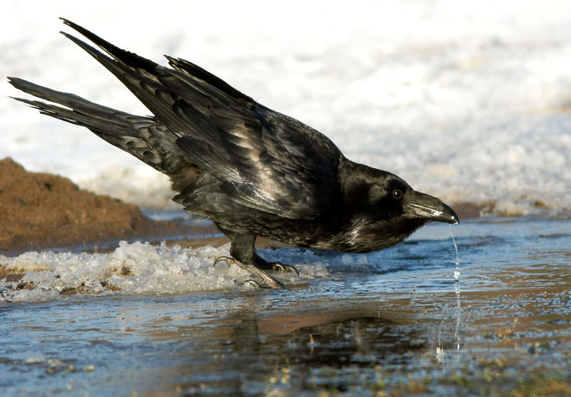 Korppi Corvus corax