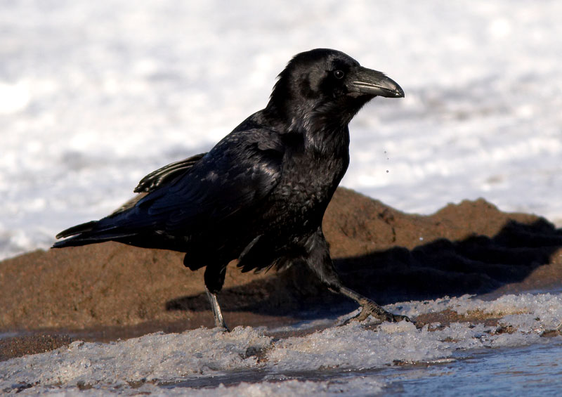 Korppi Corvus corax