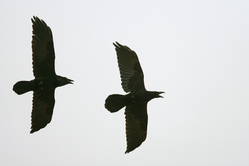 Korppi Corvus corax