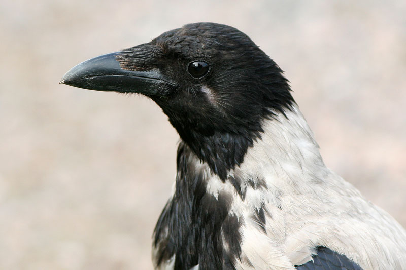 Varis Hooded Crow (Corvus corone)
