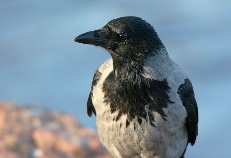 Varis Hooded Crow (Corvus corone)