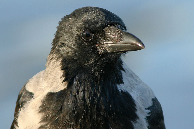 Varis Hooded Crow (Corvus corone)