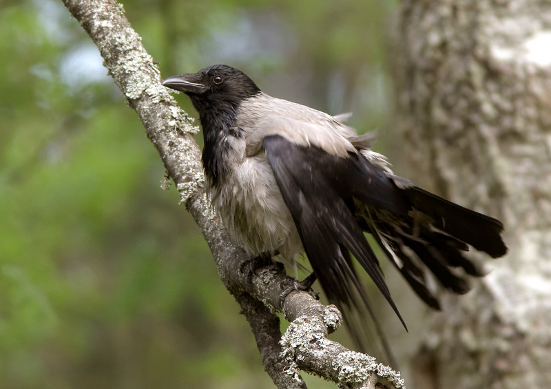 Varis Hooded Crow (Corvus corone)
