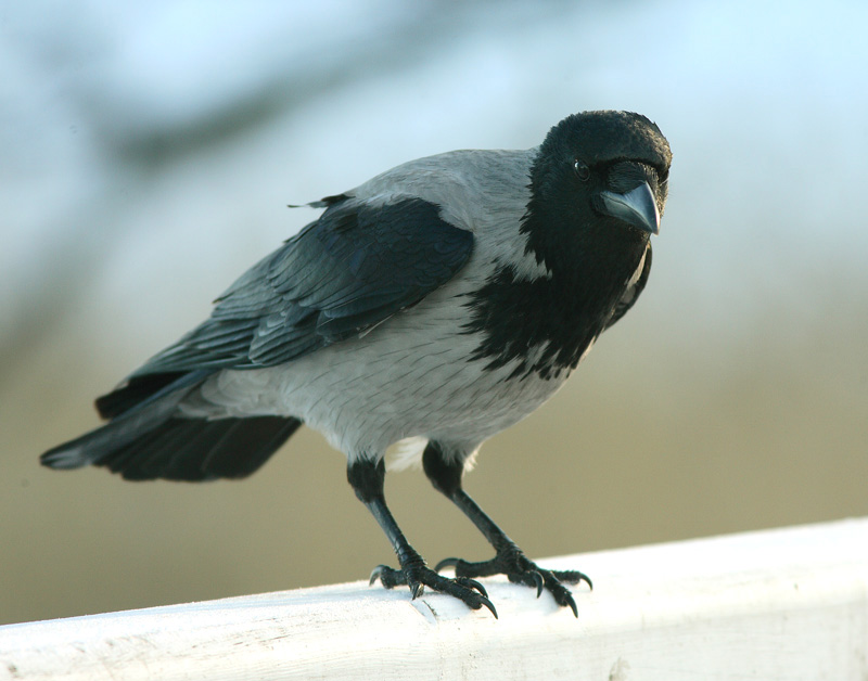Varis Hooded Crow (Corvus corone cornix)