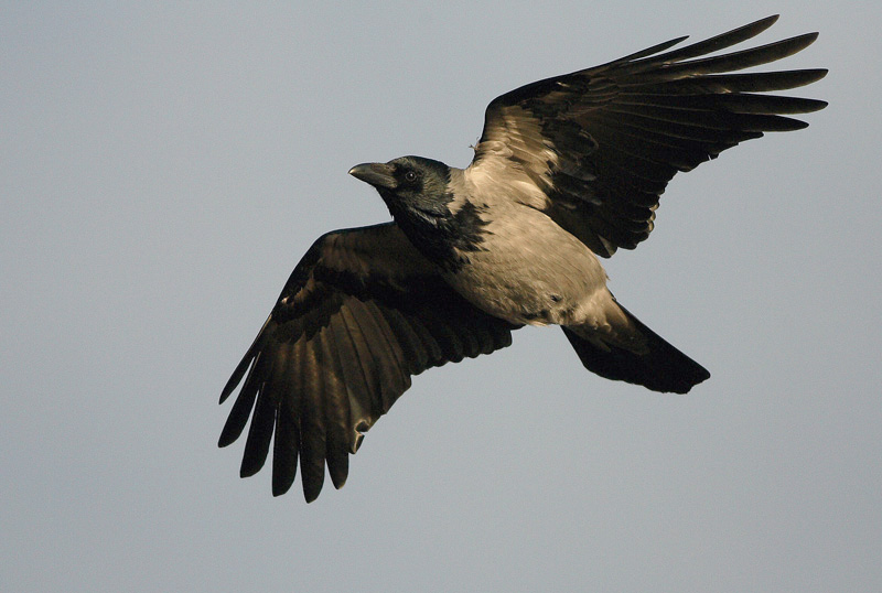 Varis Hooded Crow (Corvus corone cornix)