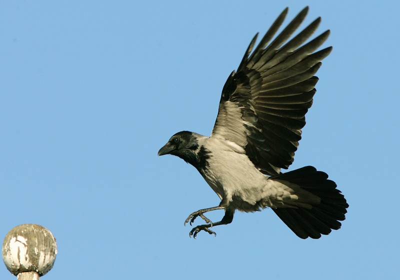 Varis Hooded Crow (Corvus corone cornix)