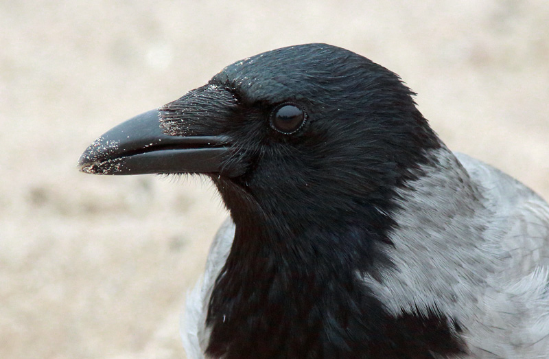 Varis Hooded Crow (Corvus corone cornix)