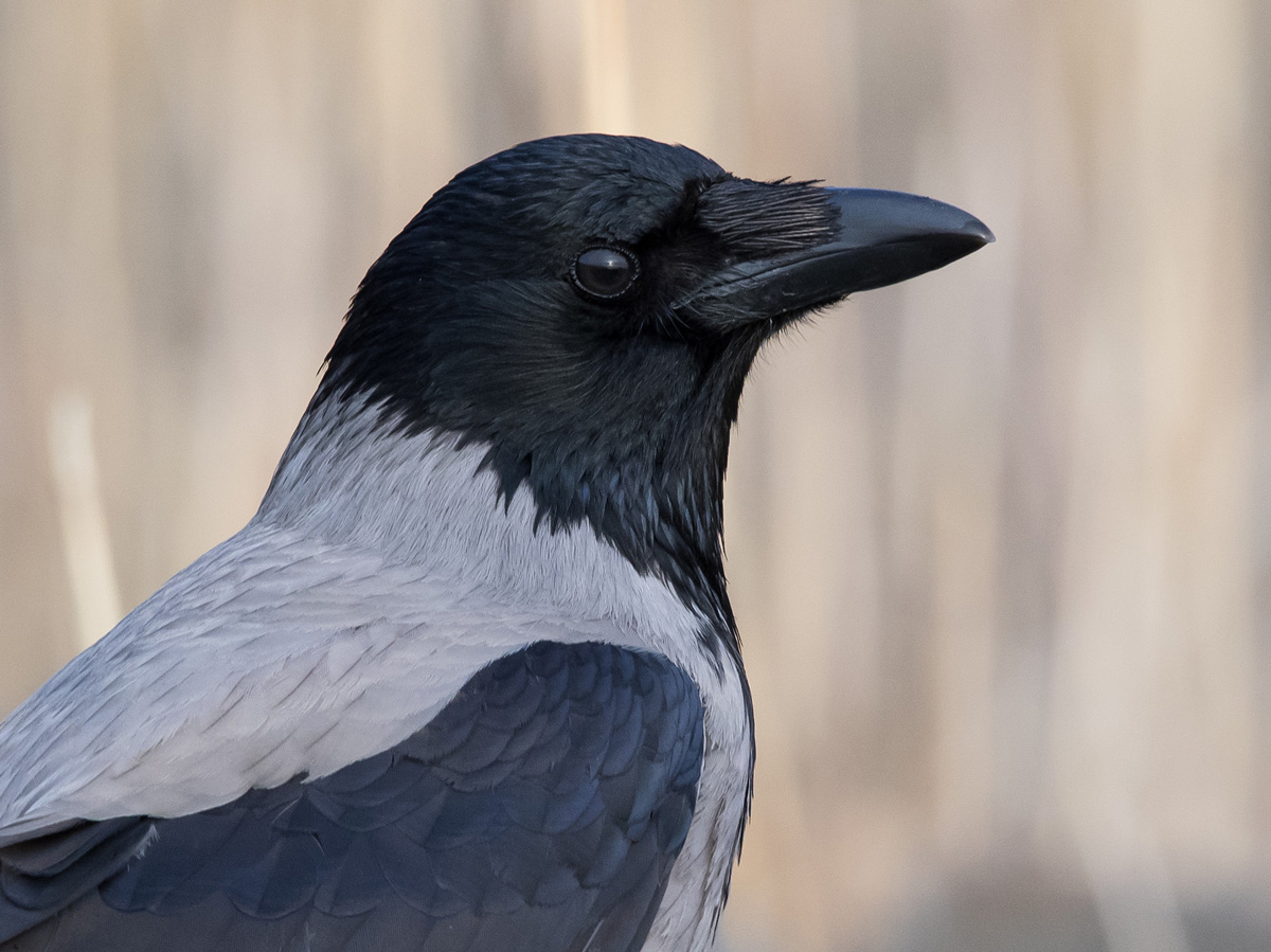 Varis Hooded Crow (Corvus corone cornix)