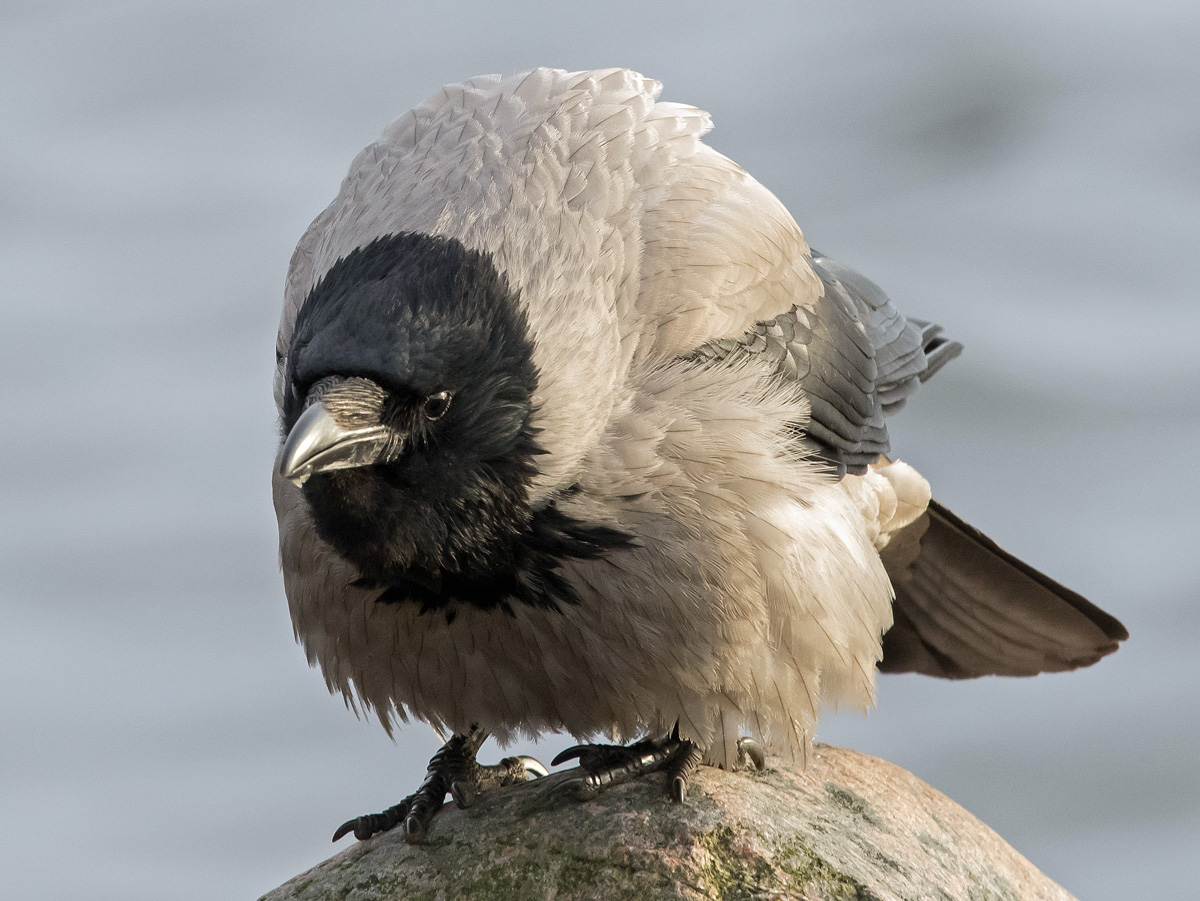 Varis Hooded Crow (Corvus corone cornix)