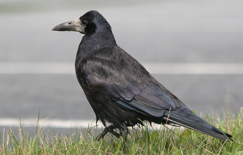 Mustavaris