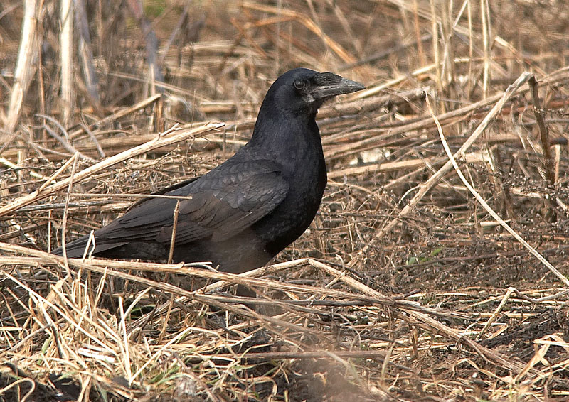 Mustavaris Corvus frugilegus