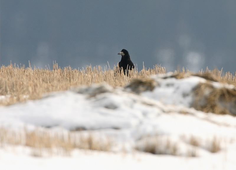 Mustavaris Rook (Corvus frugilegus)