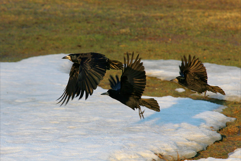 Mustavaris Rook (Corvus frugilegus)