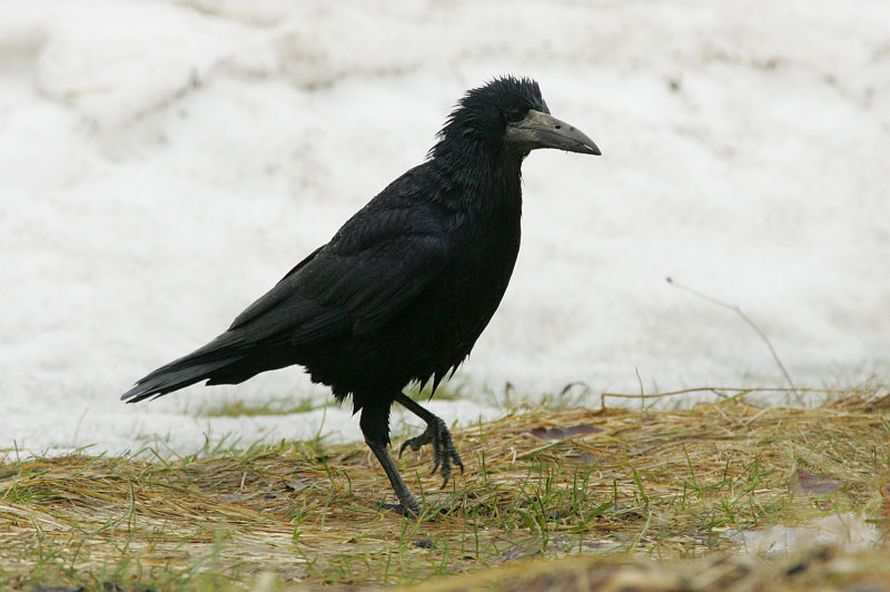 Mustavaris Rook (Corvus frugilegus)