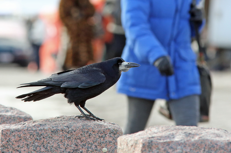 Mustavaris Rook (Corvus frugilegus)