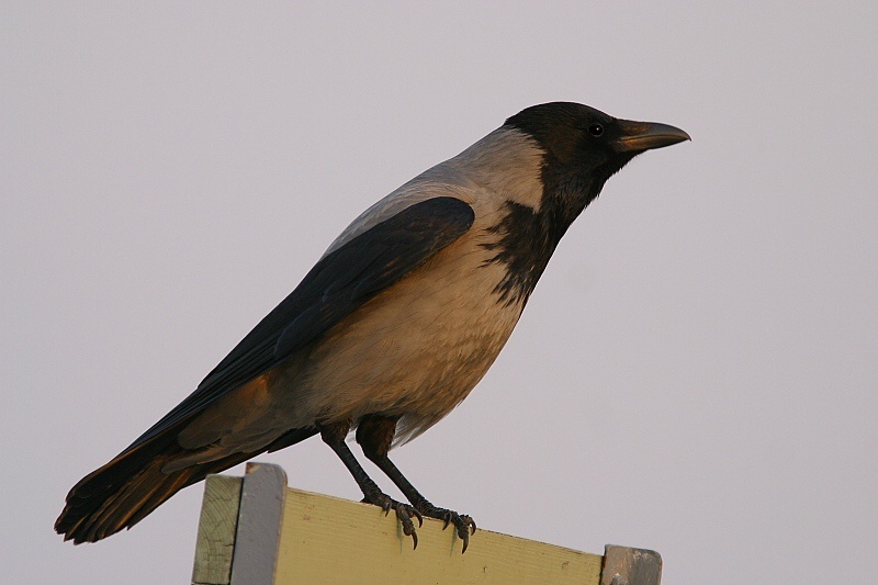 Varis Hooded Crow (Corvus corone)