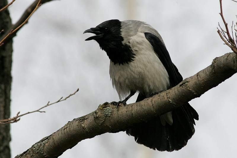 Varis Hooded Crow (Corvus corone cornix)