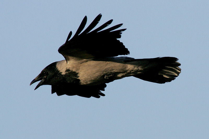 Varis Hooded Crow (Corvus corone cornix)