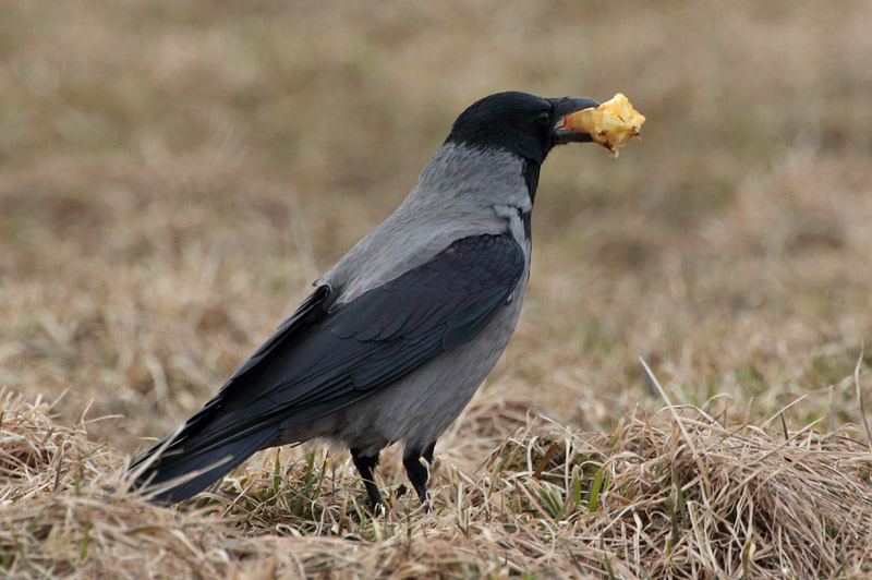 Varis Hooded Crow (Corvus corone cornix)