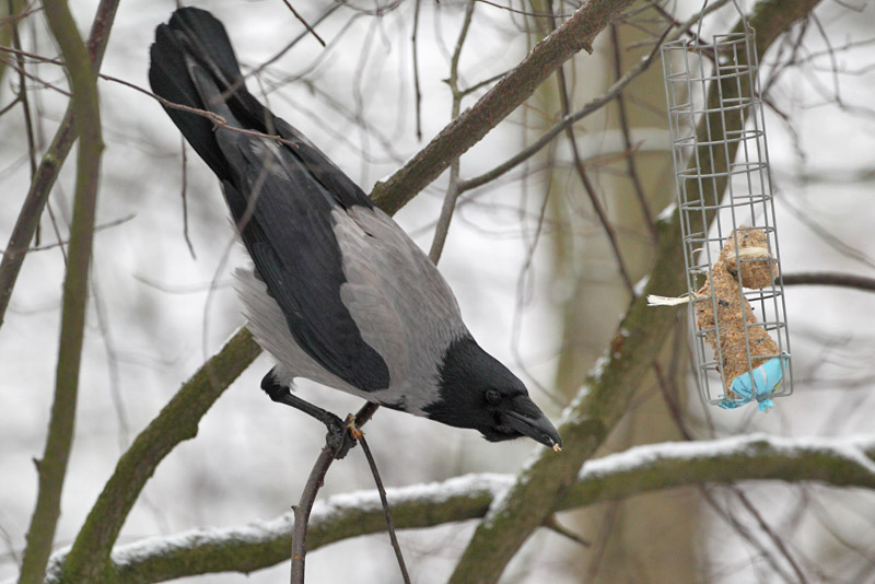 Varis Hooded Crow (Corvus corone cornix)