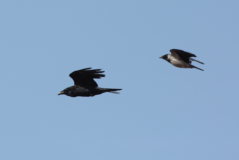 Korppi Raven (Corvus corax)