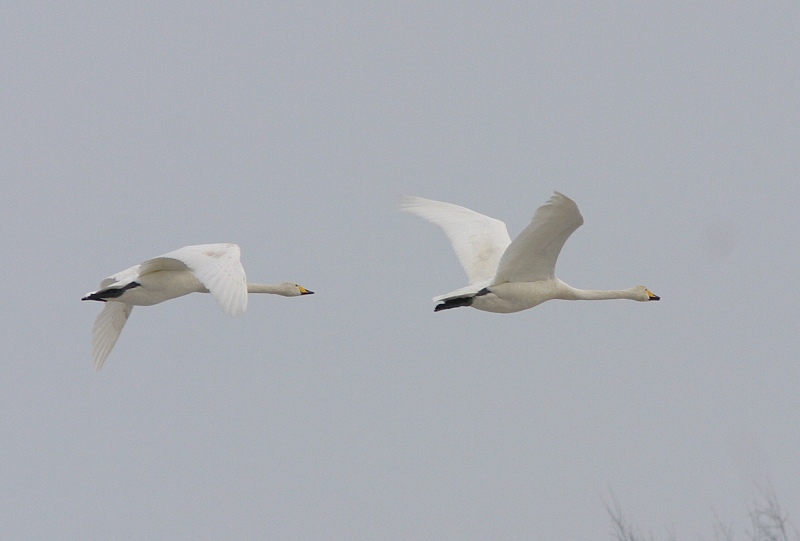 Laulujoutsen, Whooper Swan (Cygnus cygnus)