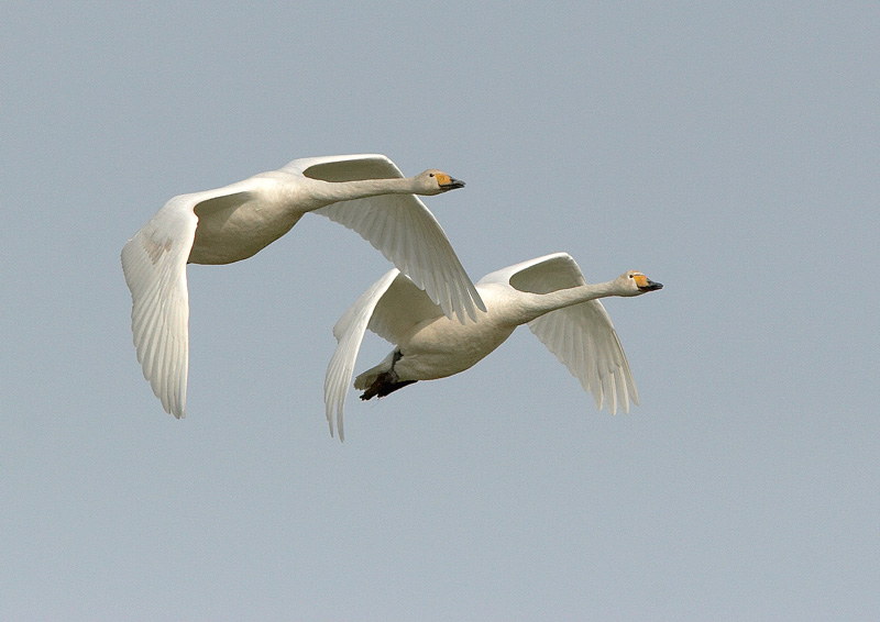 Laulujoutsen, Whooper Swan (Cygnus cygnus)
