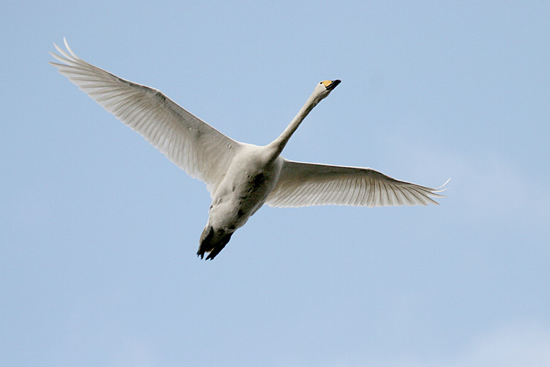 Laulujoutsen, Whooper Swan (Cygnus cygnus)