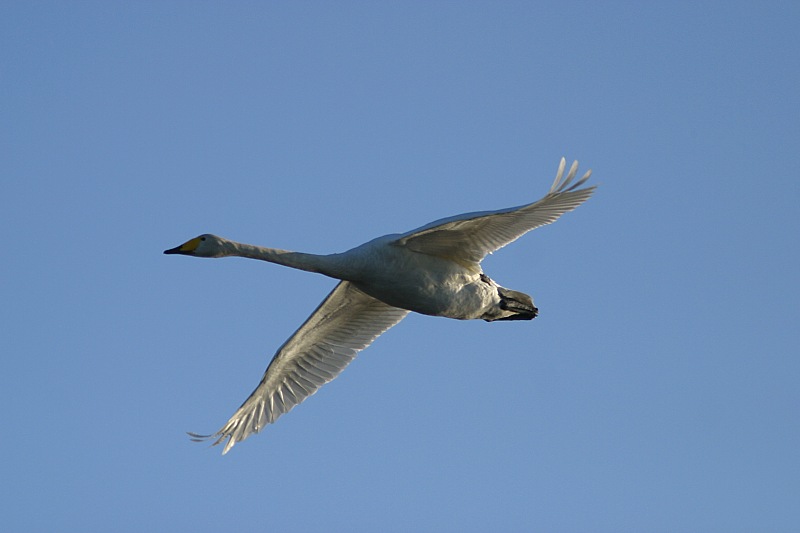 Laulujoutsen, Whooper Swan (Cygnus cygnus)