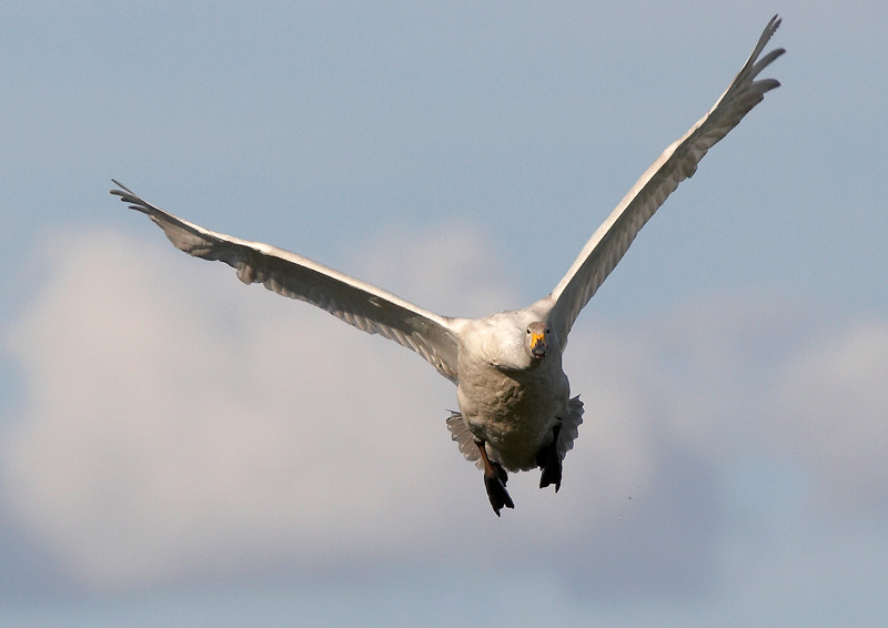Laulujoutsen, Whooper Swan (Cygnus cygnus)