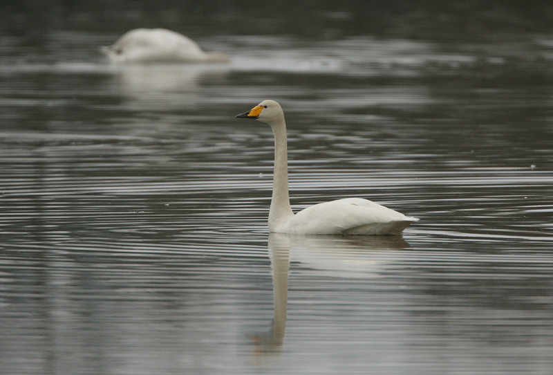 Laulujoutsen, Whooper Swan (Cygnus cygnus)