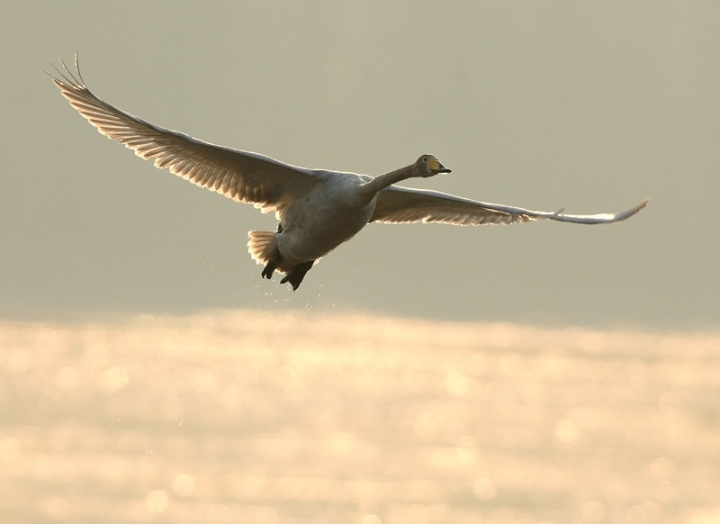 Laulujoutsen, Whooper Swan (Cygnus cygnus)