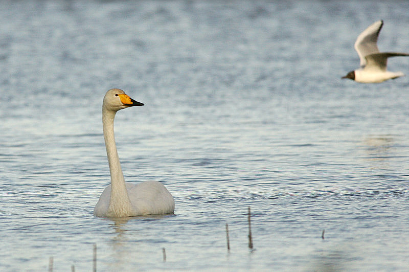 Laulujoutsen, Whooper Swan (Cygnus cygnus)
