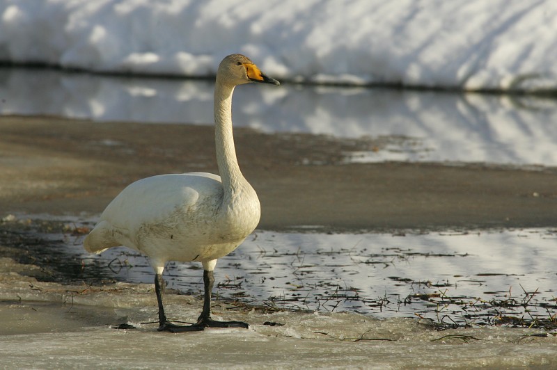 Laulujoutsen, Whooper Swan (Cygnus cygnus)