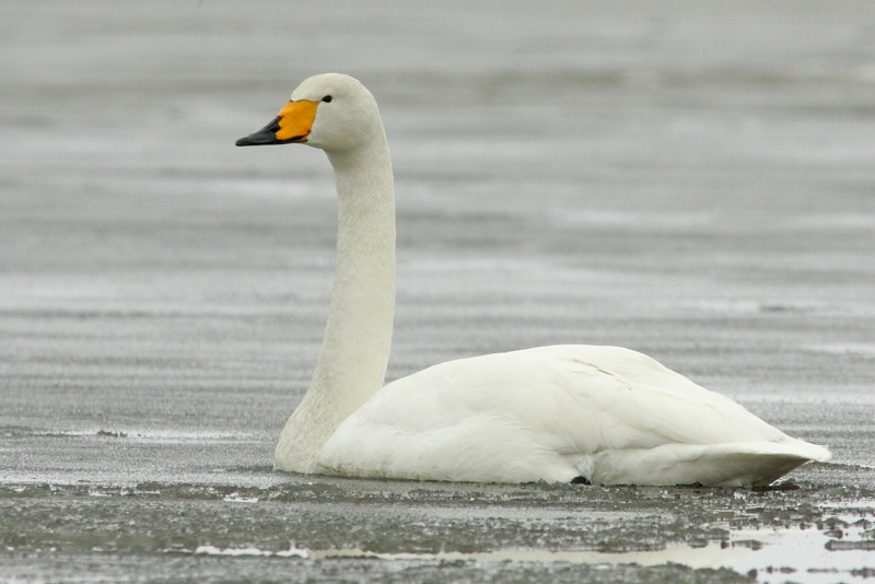 Laulujoutsen, Whooper Swan (Cygnus cygnus)