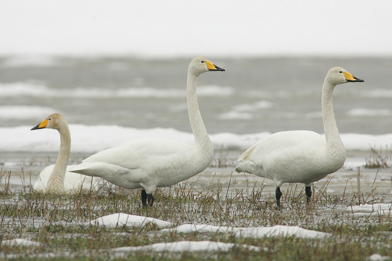 Laulujoutsen, Whooper Swan (Cygnus cygnus)