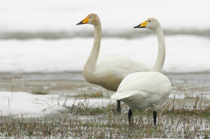 Laulujoutsen, Whooper Swan (Cygnus cygnus)