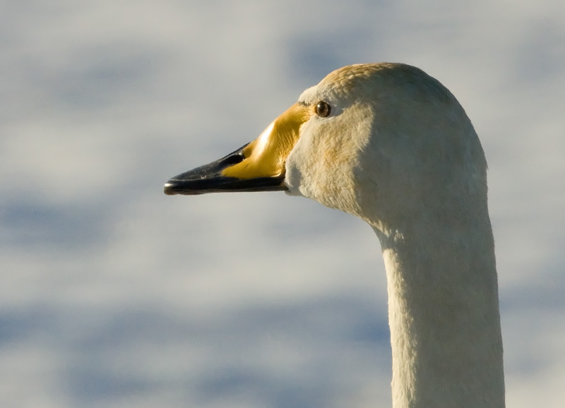 Laulujoutsen, Whooper Swan (Cygnus cygnus)