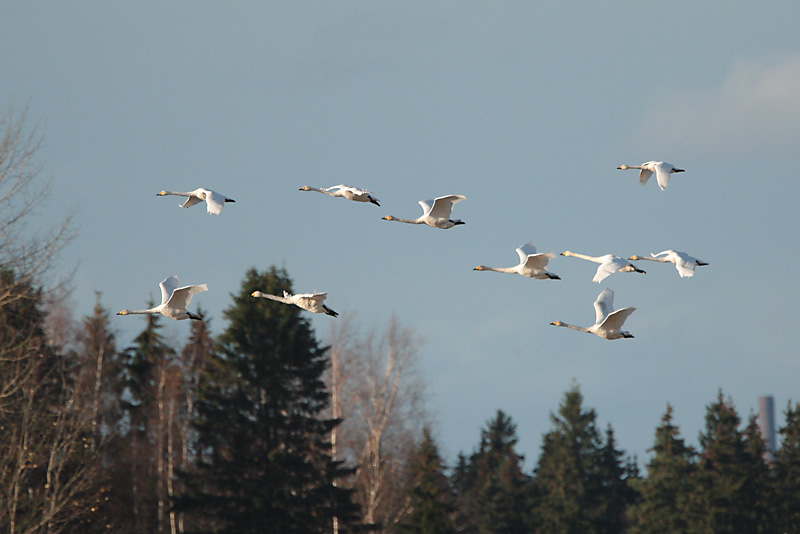 Laulujoutsen, Whooper Swan (Cygnus cygnus)
