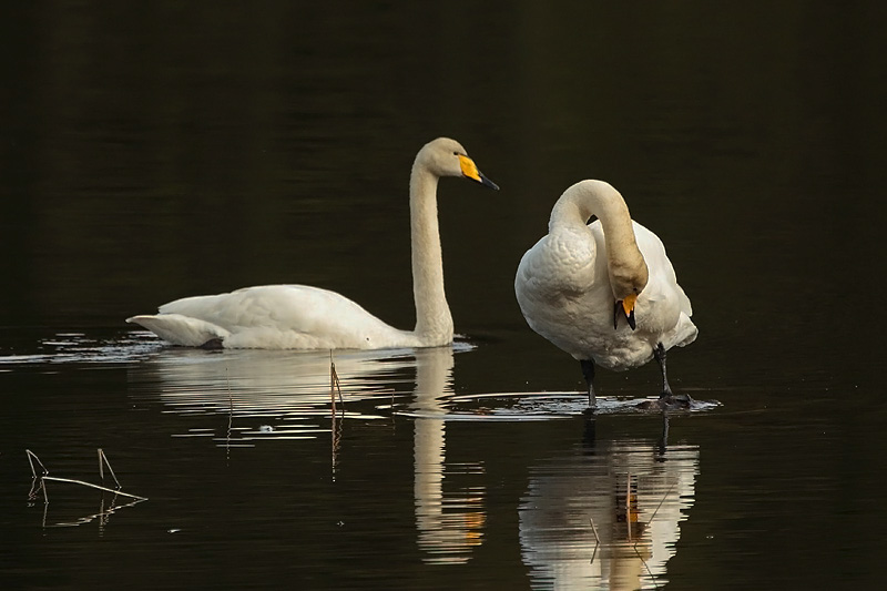 Laulujoutsen, Whooper Swan (Cygnus cygnus)