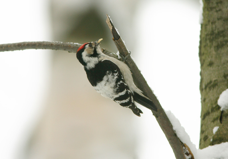 Pikkutikka Lesser Spotted Woodpecker Dendrocopos minor